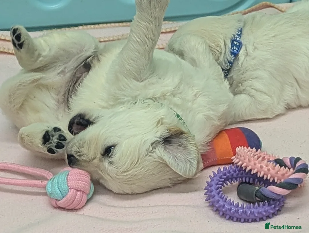 Golden Retriever dogs for sale: 🐾6  Golden Retriever Puppies! 🐾 - Advert 5