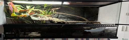 Skink reptiles for sale: Beautiful Red Eyed Croc Skink with full enclourse - Advert 2