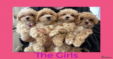 Maltipoo dogs - Advert 9