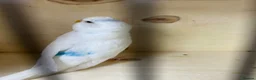 Budgerigars birds for sale: Female budgies  - Advert 3