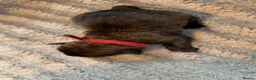 Mixed Breed dogs for sale: 8 beautiful bully x pups  - Advert 6
