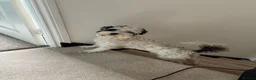 Jackapoo dogs for stud: Stud Male Jackapoo 4y/o  in Durham - Advert 6