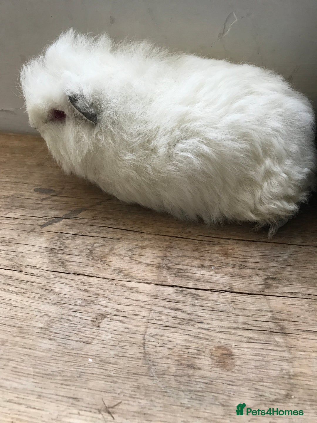 Guinea Pig rodents for sale: Swiss brothers - Advert 5