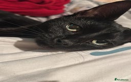 Mixed Breed cats for sale: Mixed breed kitten  - Image 6