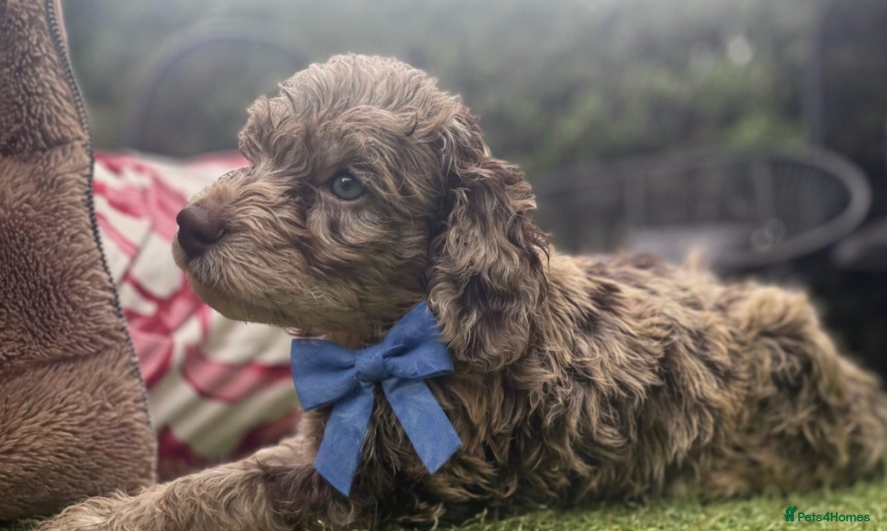Cockapoo dogs Stunning Choc/choc Merle cockapoos - Advert 18