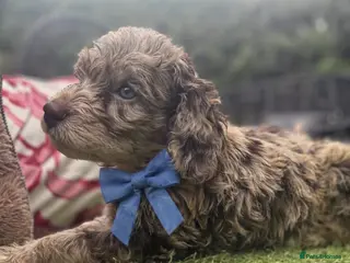 Cockapoo dogs Stunning Choc/choc Merle cockapoos - Advert 18