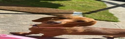 Miniature Dachshund dogs for sale: Miniature Dachshund  in Redruth - Advert 3