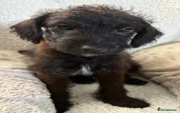 Mixed Breed dogs for sale: Patterdale cross - Image 19