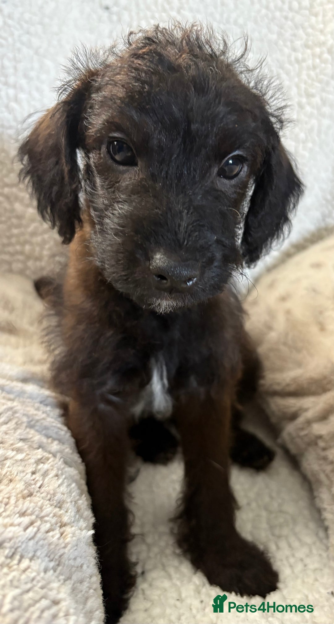 Mixed Breed dogs for sale: Patterdale cross - Image 19