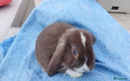 Mini Lop rabbits for sale: 💕Gorgeous purebred mini lops 💕 - Image 16