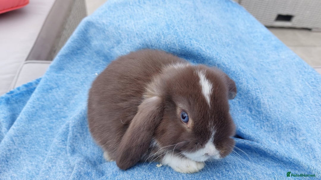 Mini Lop rabbits for sale: 💕Gorgeous purebred mini lops 💕 - Image 16