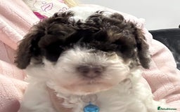 Toy Poodle dogs for sale: Toy poodle boy chocolate and white  - Advert 5