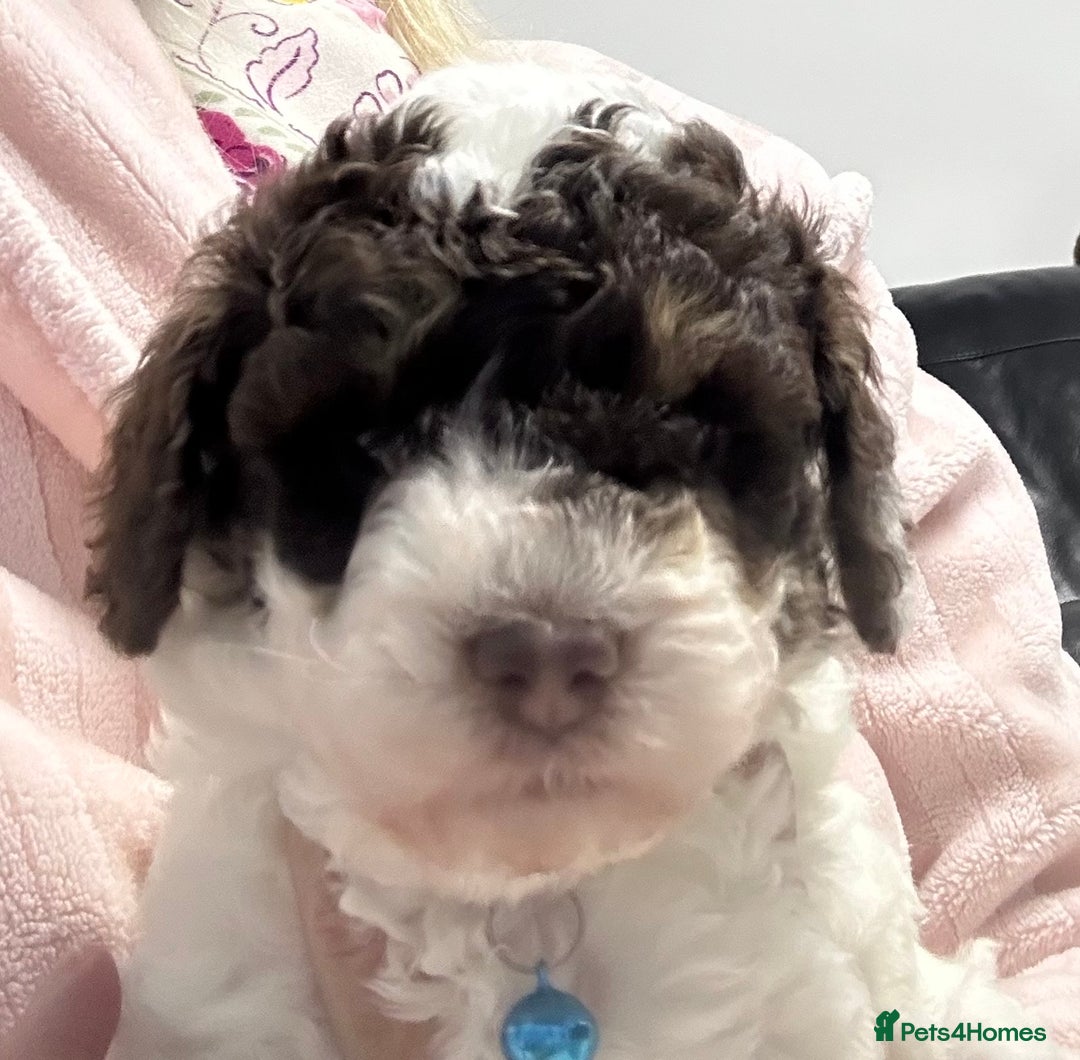 Toy Poodle dogs for sale: Toy poodle boy chocolate and white  - Advert 5