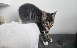 Mixed Breed cats for sale: Beautiful friendly kitties 💖 ready for homes 💕 - Image 17