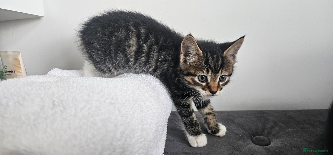 Mixed Breed cats for sale: Beautiful friendly kitties 💖 ready for homes 💕 - Image 17