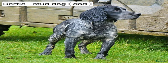 Kenxtwen Smokey Shadow ( Bertie )