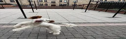 Sproodle dogs for sale: Beautiful Sproodle boy  - Advert 13