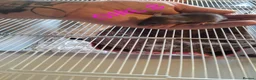 Rat rodents for sale: Baby male and female dumbos and rex rats  - Advert 8