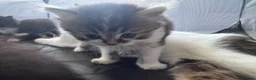 Mixed Breed cats for sale: Scottish straight X Turkish van ❤️❤️ - Advert 12