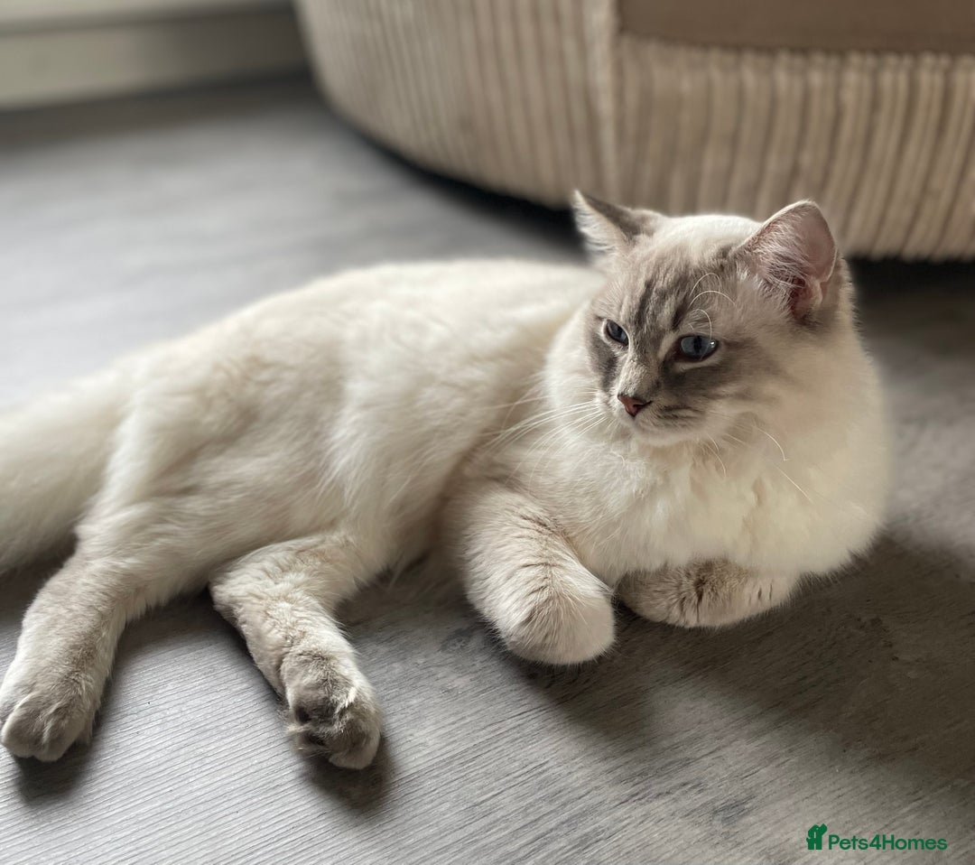 Ragdoll cats for stud: Ragdoll Dilute carrier  - Advert 1