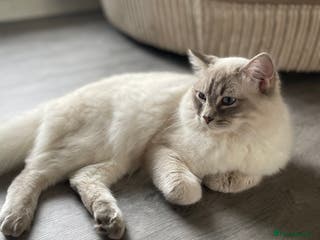 Ragdoll cats Ragdoll Dilute carrier - Advert 11