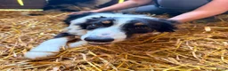 Border Collie dogs for sale: Red and Blue Merle Collies - Advert 4