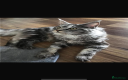 Maine Coon cats for sale: Adorable kittens mixed Maine Coon - Image 6