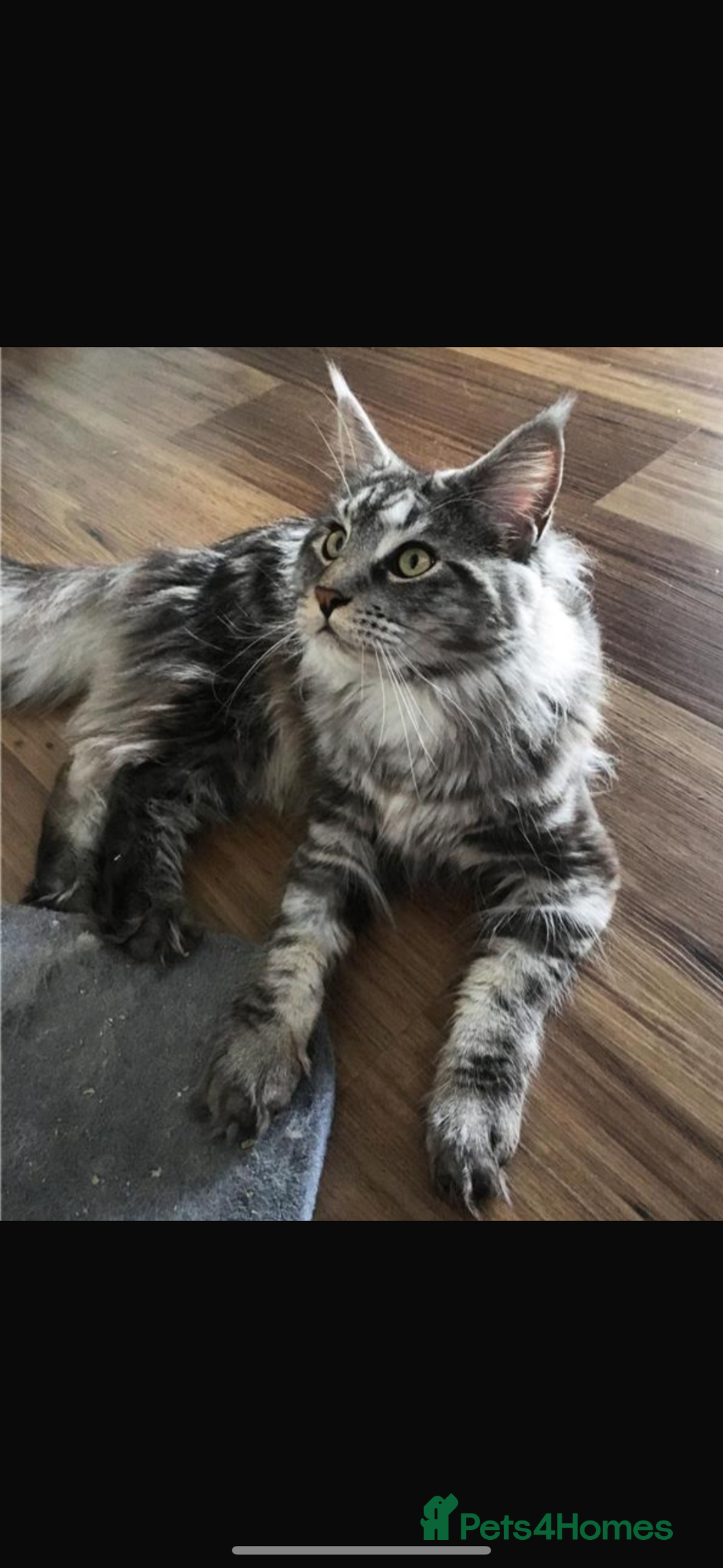 Maine Coon cats for sale: Adorable kittens mixed Maine Coon - Image 6