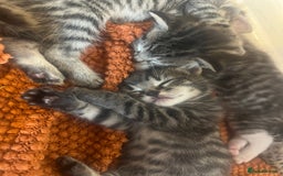 Mixed Breed cats for sale: 5 tabby/bengal kittens  - Image 1
