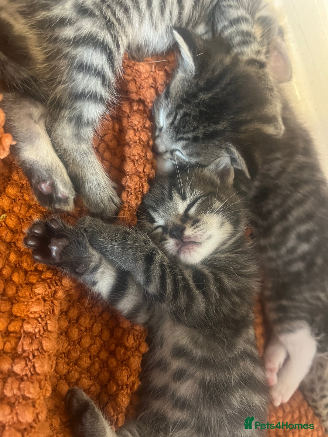 Mixed Breed cats for sale: 5 tabby/bengal kittens  - Image 1