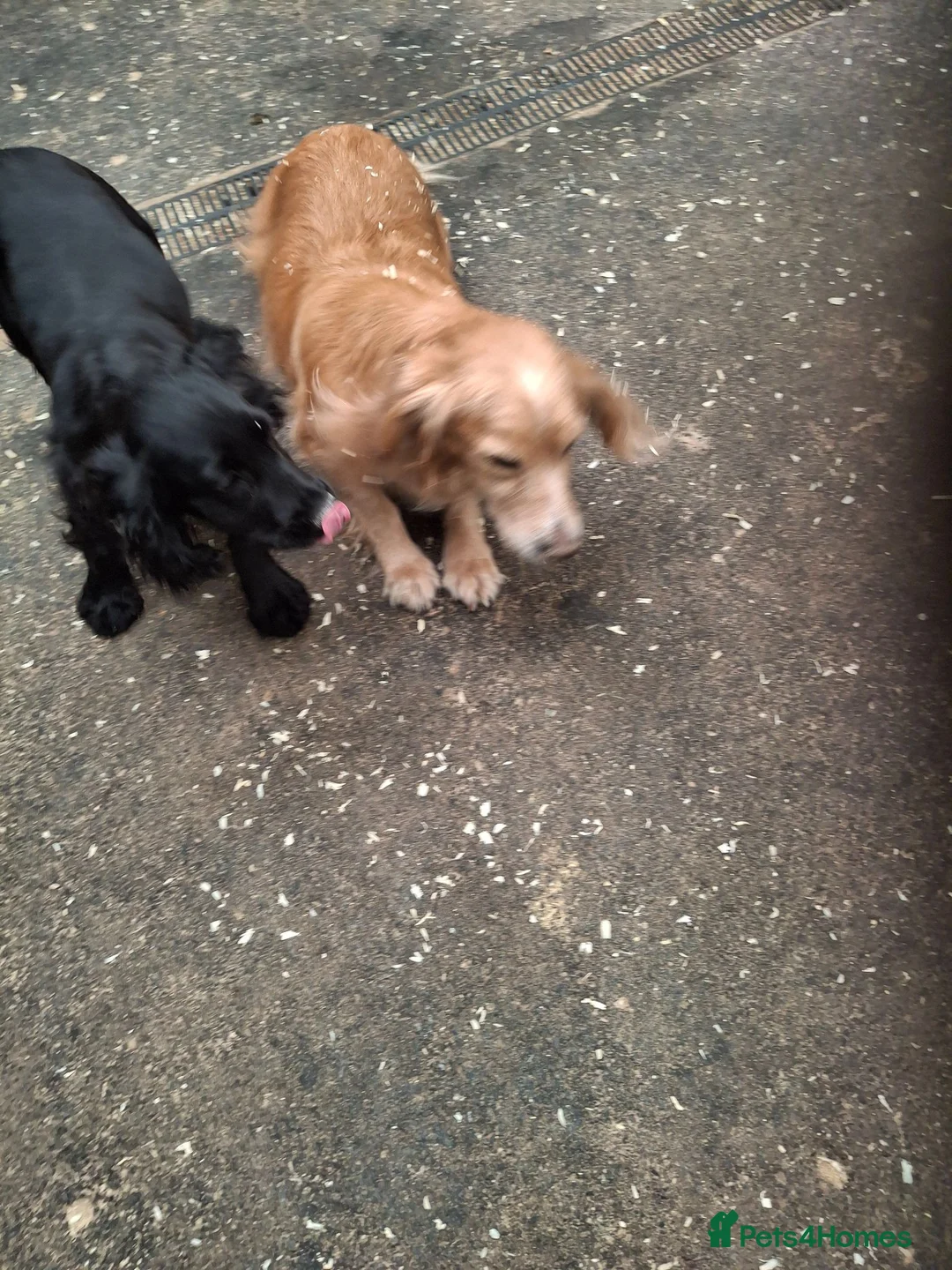Cocker Spaniel dogs for sale: Black Cocker Spaniel Girl - Advert 10