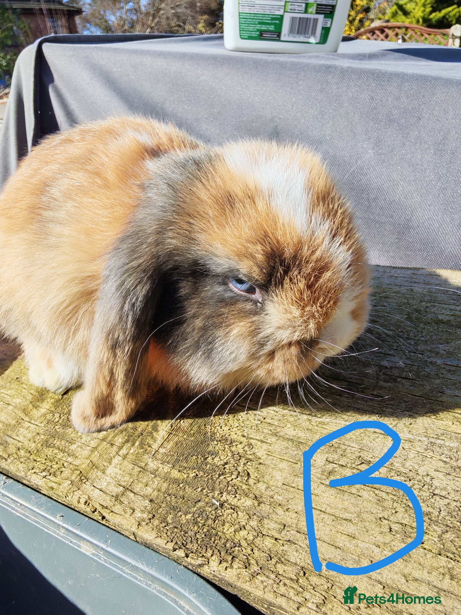 Mini Lop rabbits Pure Bred Mini Lops - Advert 16