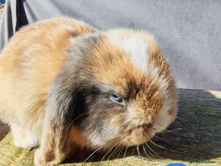 Mini Lop rabbits Pure Bred Mini Lops - Advert 16