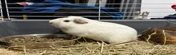 Guinea Pig rodents for sale: Guinea pig boars  - Advert 1