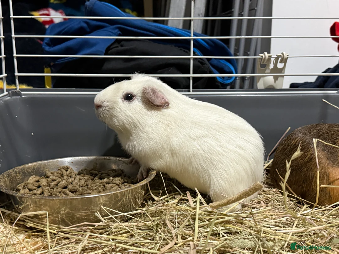 Guinea Pig rodents for sale: Guinea pig boars  - Advert 1