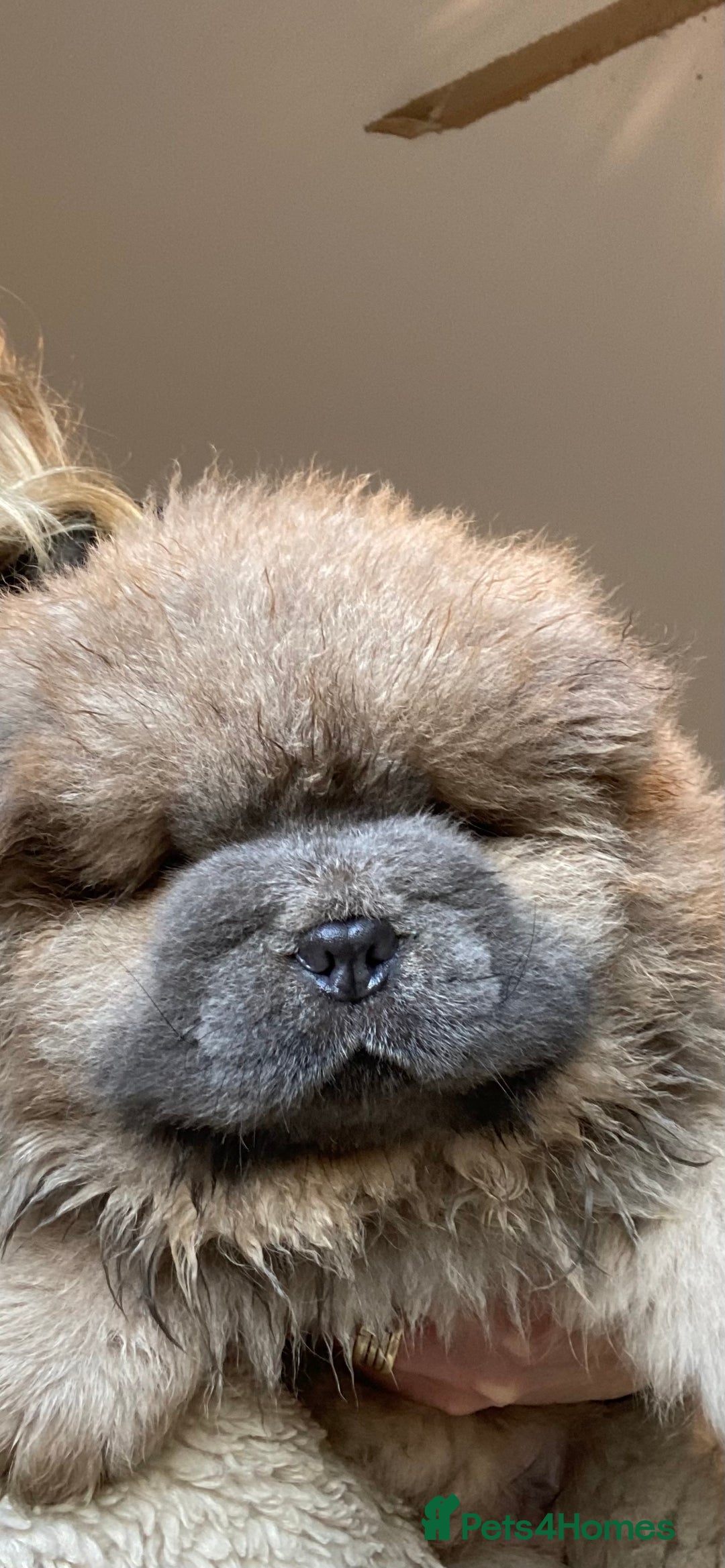 Chow Chow dogs for sale: Stunning Chow chow pups ready for new homes  - Advert 7