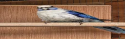 Parakeets birds for sale: Parakeets  - Advert 3