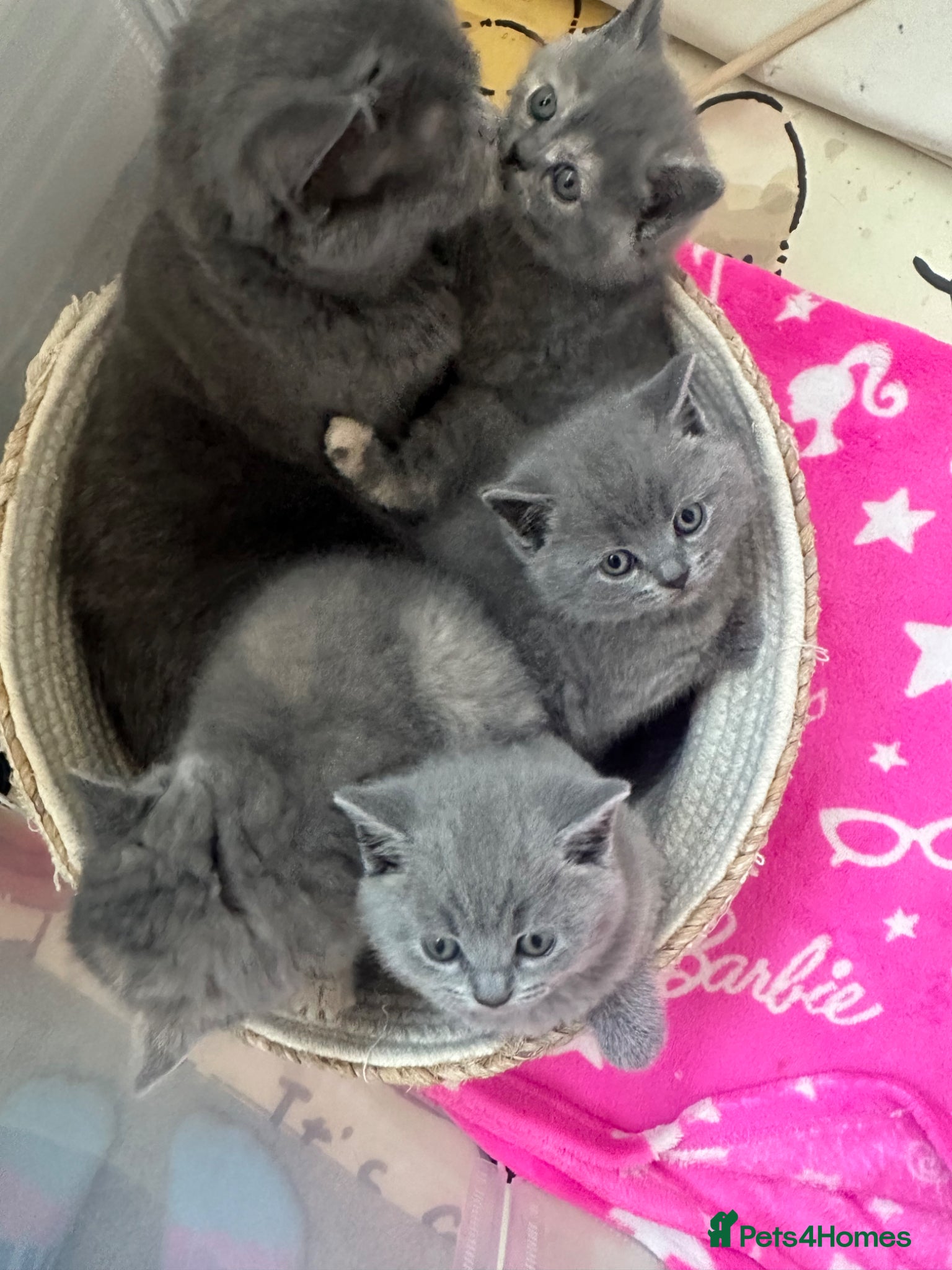 British Shorthair cats 🧶🐈‍⬛🎈ADORABLE BSH KITTIES🎈🐈‍⬛🧶 - Advert 1