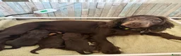 Cocker Spaniel dogs for sale: GORGEOUS WORKING COCKER SPANIEL PUPPIES - Advert 1
