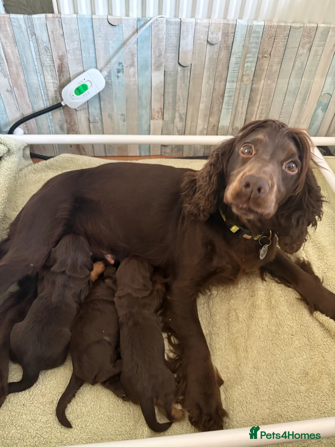 Cocker Spaniel dogs for sale: GORGEOUS WORKING COCKER SPANIEL PUPPIES - Advert 1