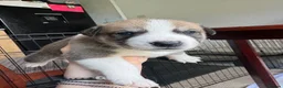 Mixed Breed dogs for sale: Siberian Husky x AmStaff Terrier Puppies - Advert 12