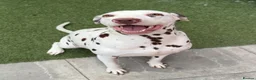 Dalmatian dogs for sale: Female dalmatian - Advert 10