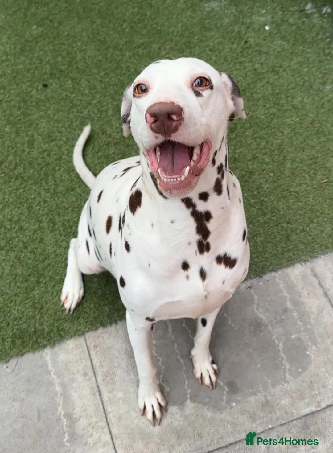Dalmatian dogs for sale: Female dalmatian - Advert 10