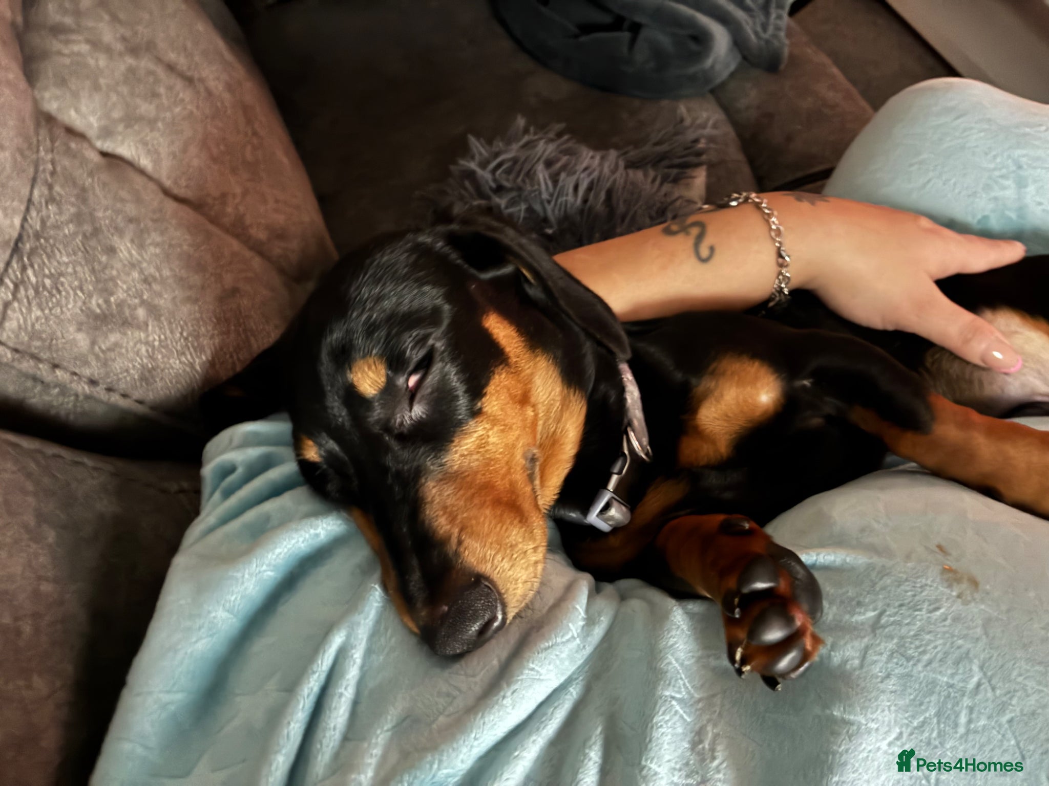 Miniature Dachshund dogs Miniature Dachshund  - Advert 1
