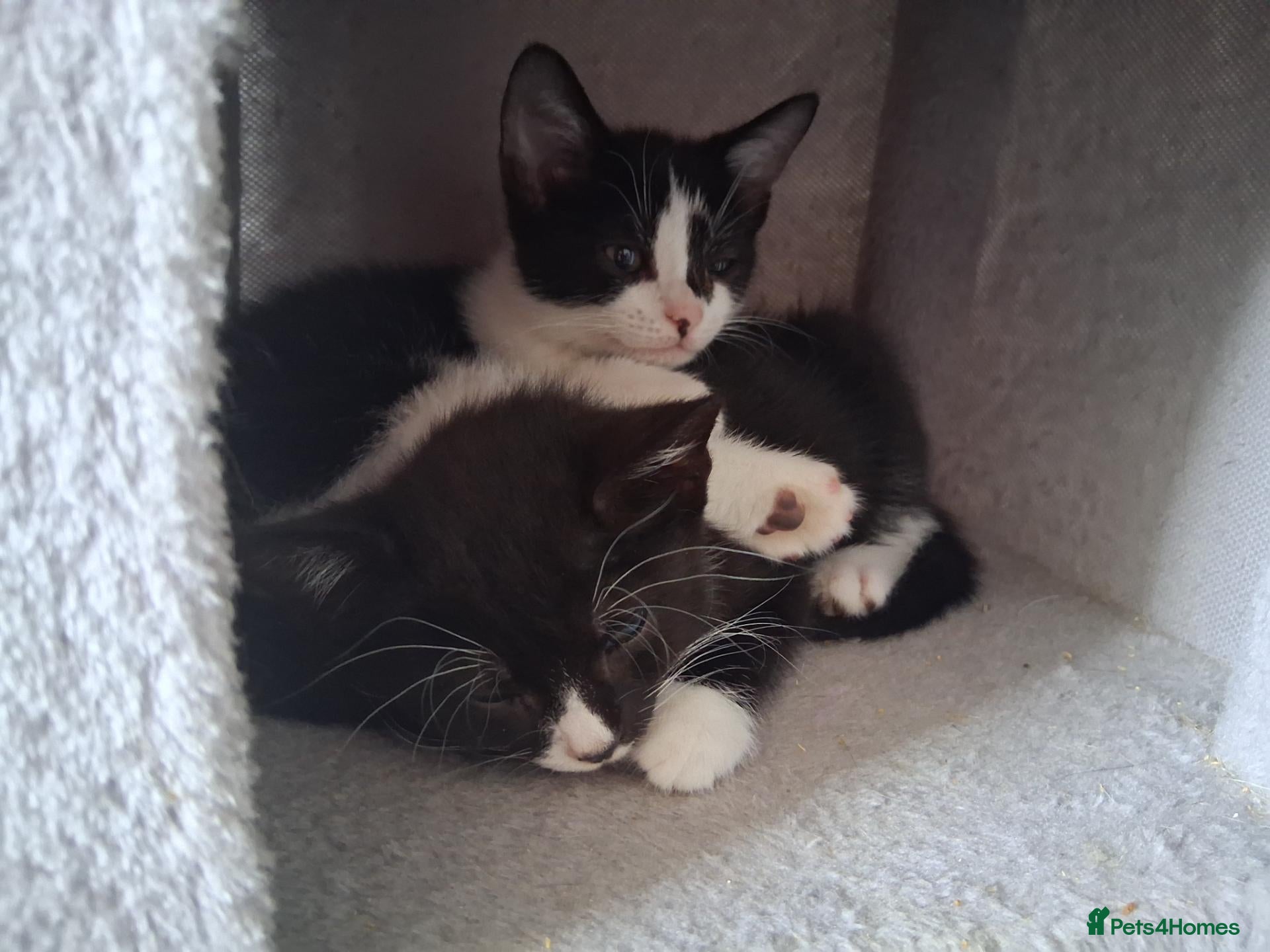 Mixed Breed cats for sale: Black tabby kittens - Advert 4