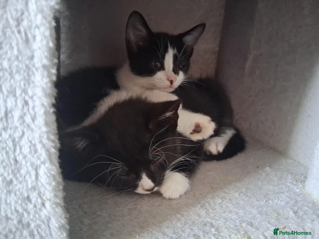 Mixed Breed cats for sale: Black tabby kittens - Advert 1