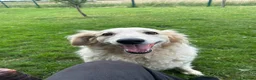 Mixed Breed dogs for adoption: Gorgeous Catie 💜 Looking for her Soul mate in Boston - Advert 17