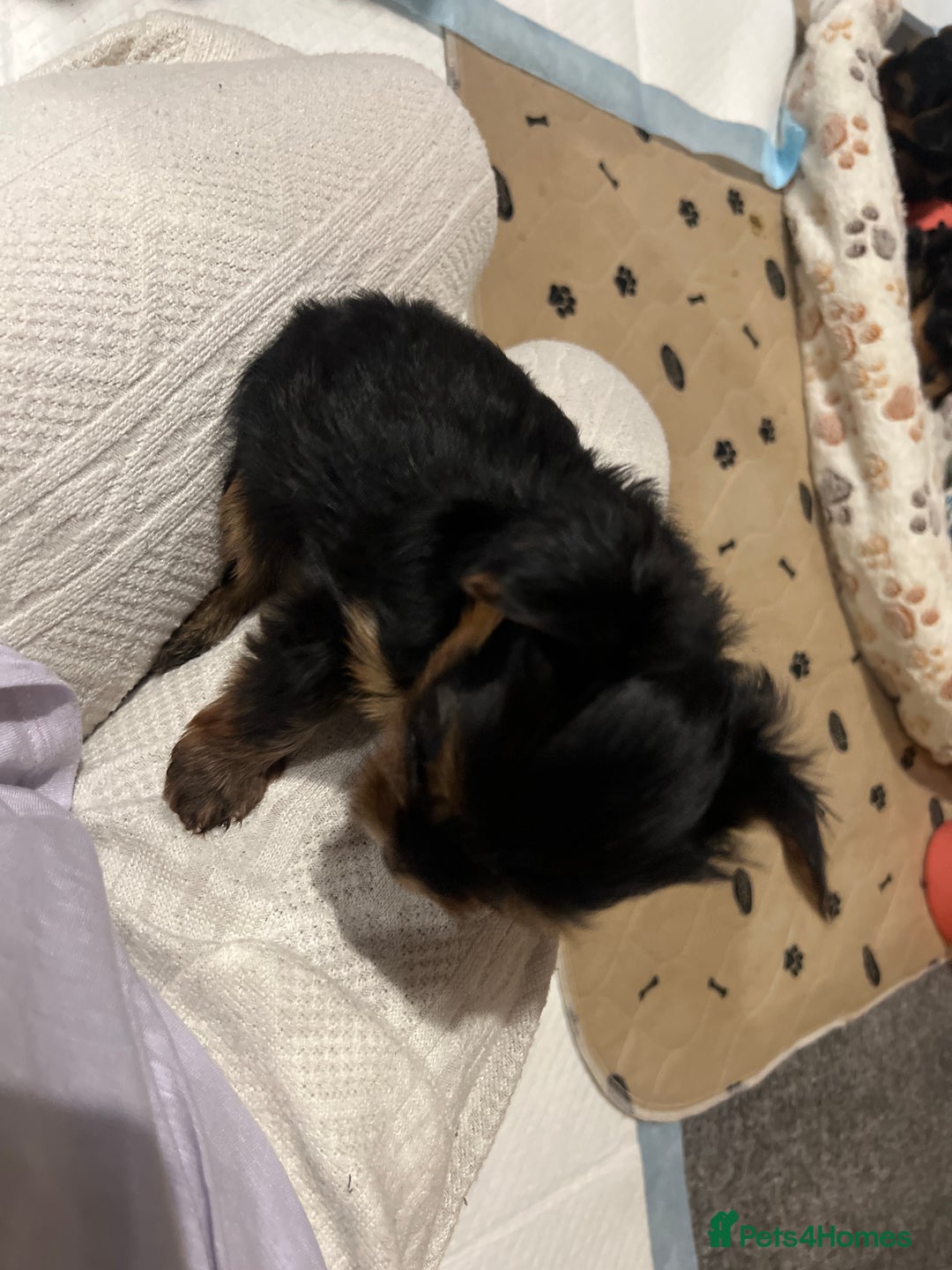 Yorkshire Terrier dogs for sale: 4 little pure breed Yorkshire terrier puppies  - Advert 6