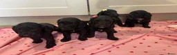 Cockapoo dogs for sale: Beautiful f1 cockerpoo puppies for sale  in Maidenhead - Advert 11