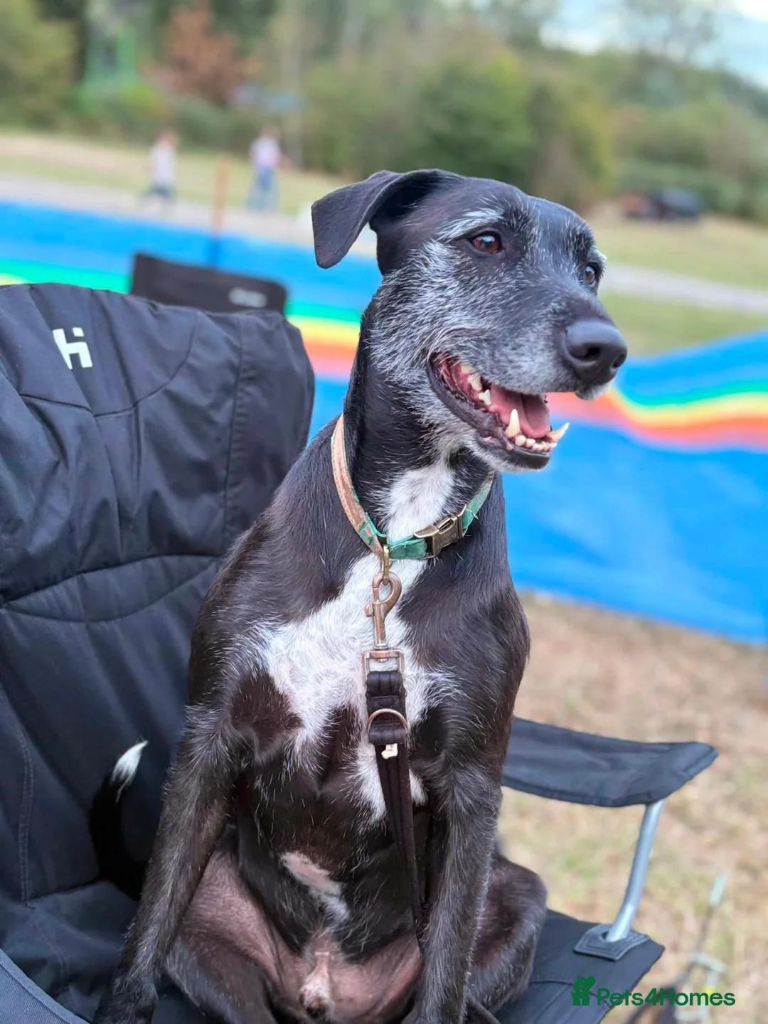Mixed Breed dogs for sale: Lurcher cross lab in Birmingham - Advert 1